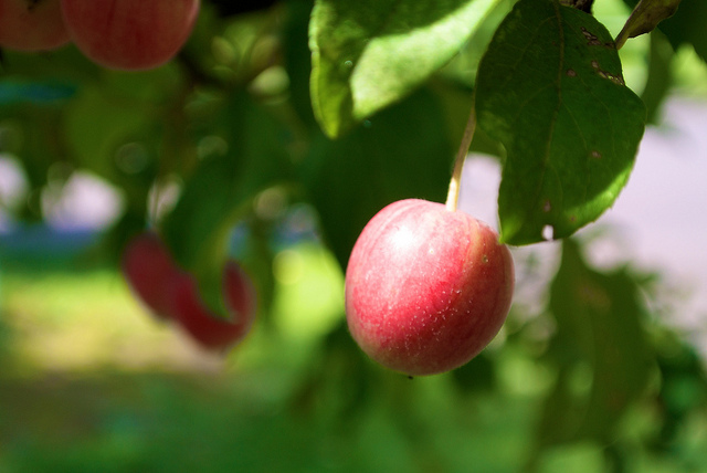 Malus prunifolia (Malus prunifolia)