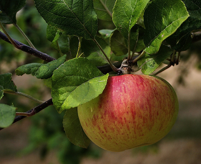 Pommier cultivé