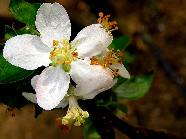 Pommier cultivé