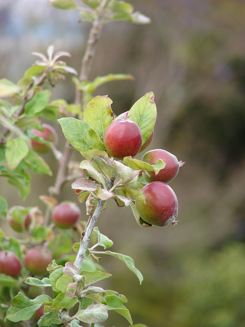 Pommier cultivé