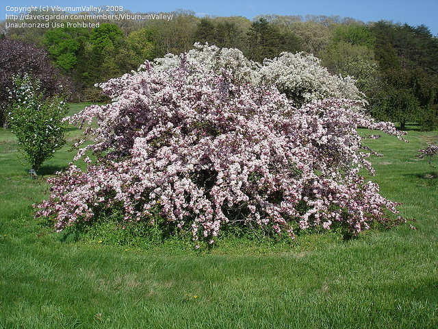 Pommier de sargent