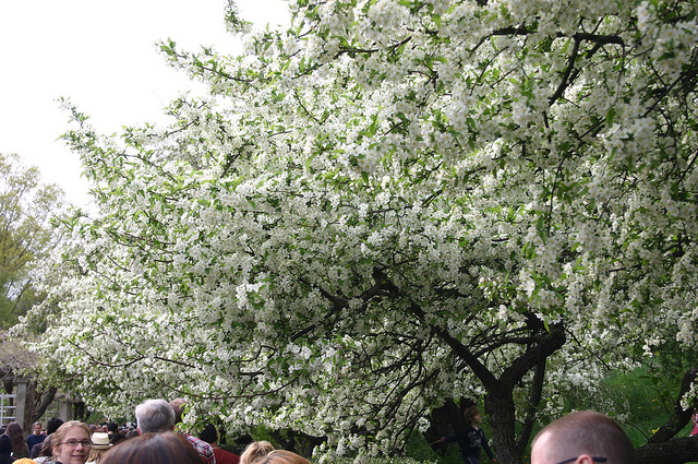 Pommier de sargent (Malus sargentii)