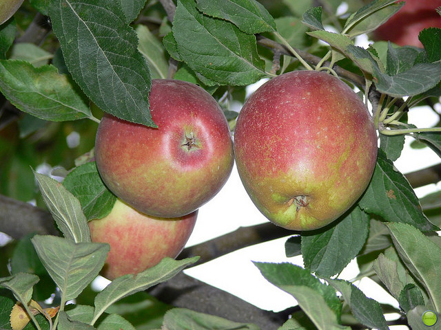 Malus sieversii