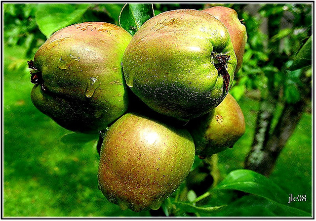 Malus sieversii