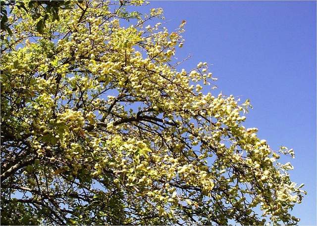 Malus sieversii (Malus sieversii)