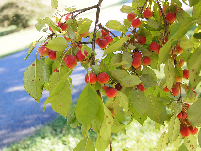 Pommier de chine (Malus spectabilis)