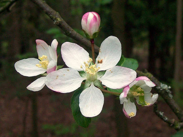 Pommier sauvage