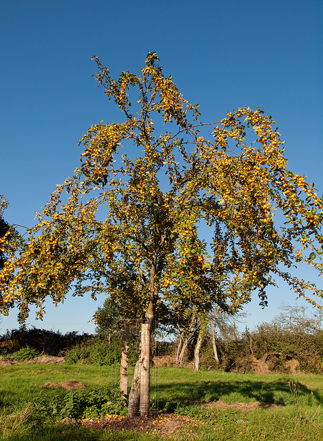 Pommier sauvage