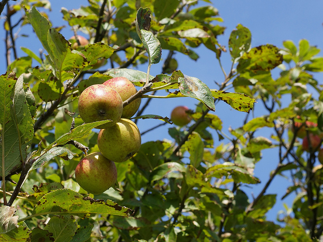 Pommier sauvage