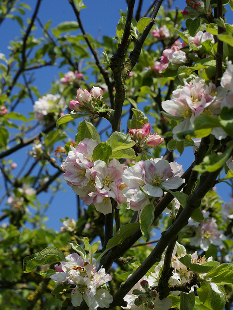 Pommier sauvage