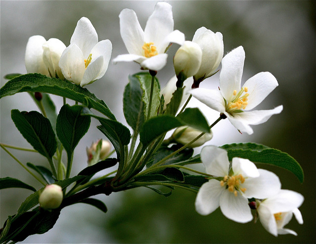 Pommier