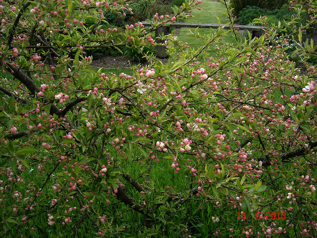 Pommier