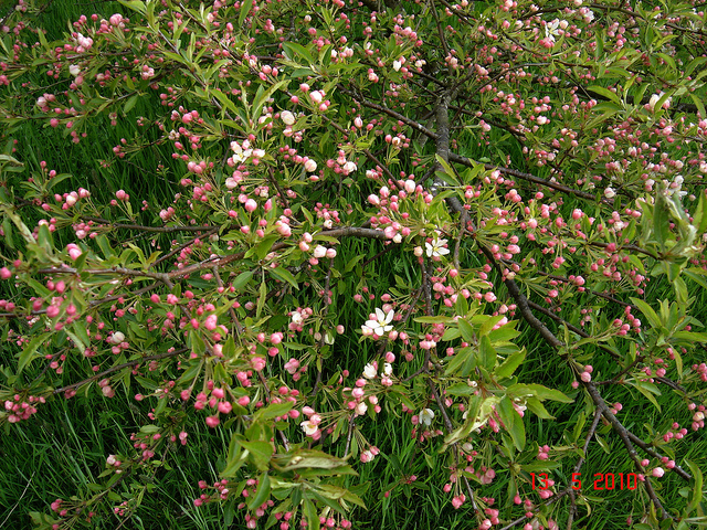 Pommier