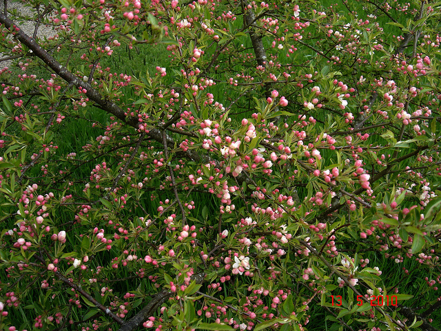 Pommier