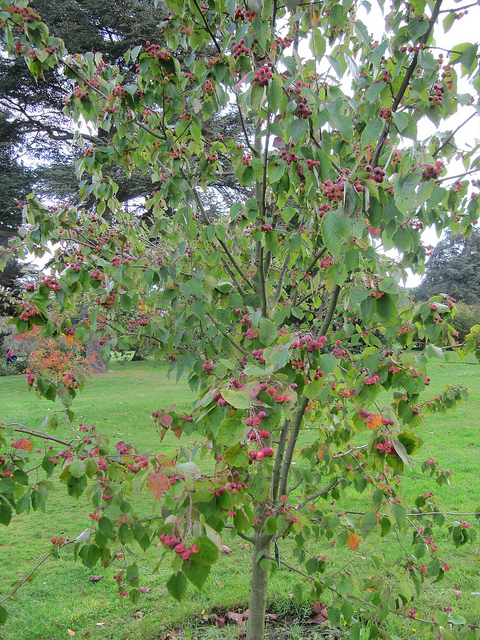Malus yunnanensis