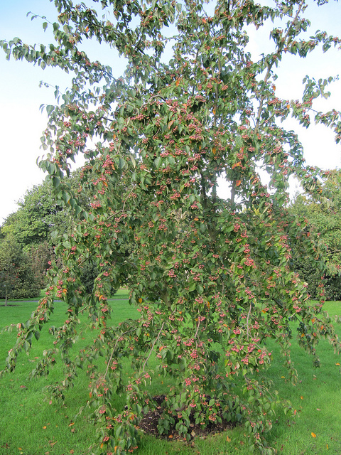 Malus yunnanensis