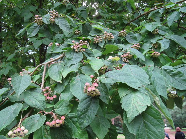 Malus yunnanensis (Malus yunnanensis)