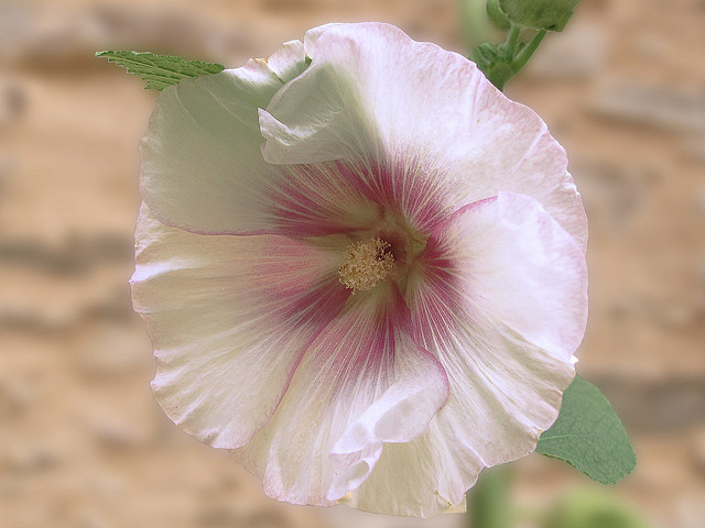 Mauve alcée