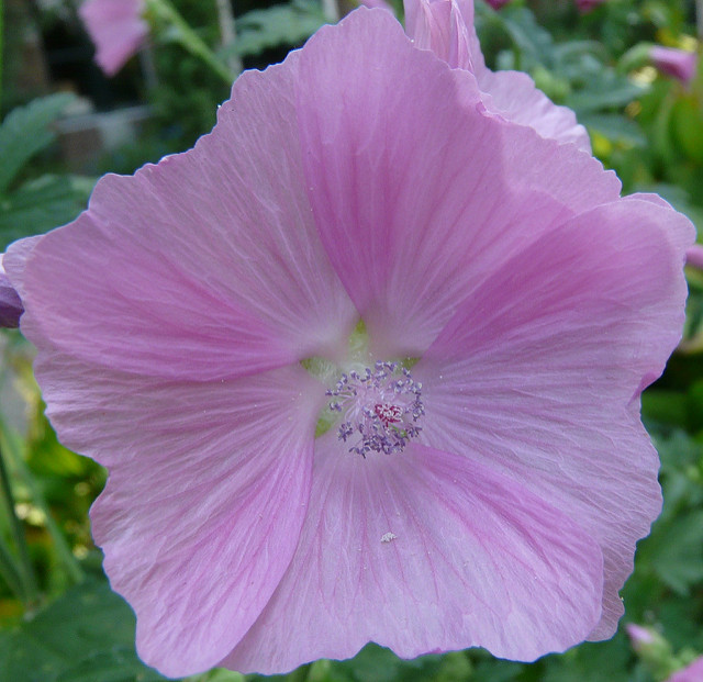 Mauve alcée