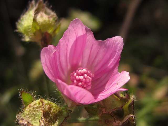 Mauve alcée