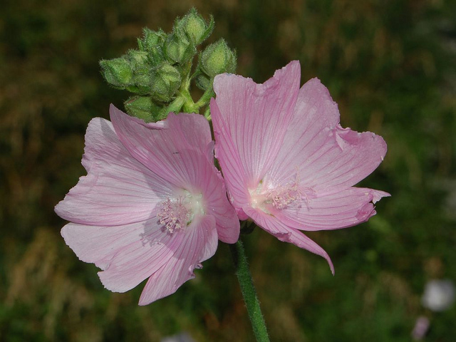 Mauve alcée (Malva alcea)