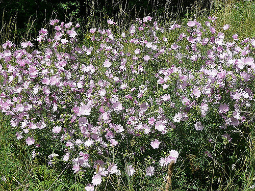 Mauve musquée