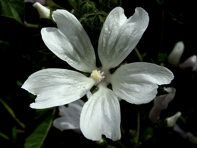Mauve musquée