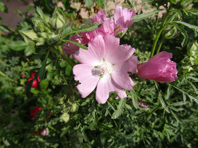 Mauve musquée
