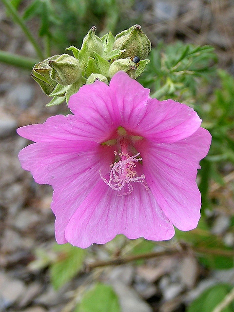 Mauve musquée