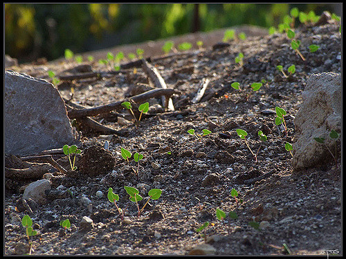 Mauve de nice (Malva nicaeensis)