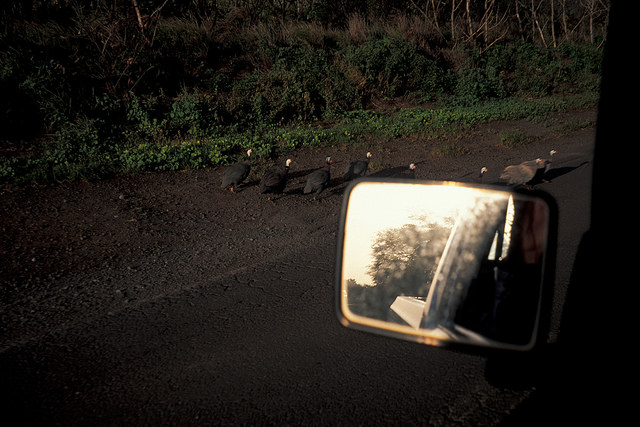 Mauve à petites fleurs (Malva parviflora)