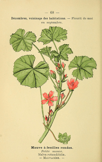 Mauve à petites feuilles (Malva pusilla)
