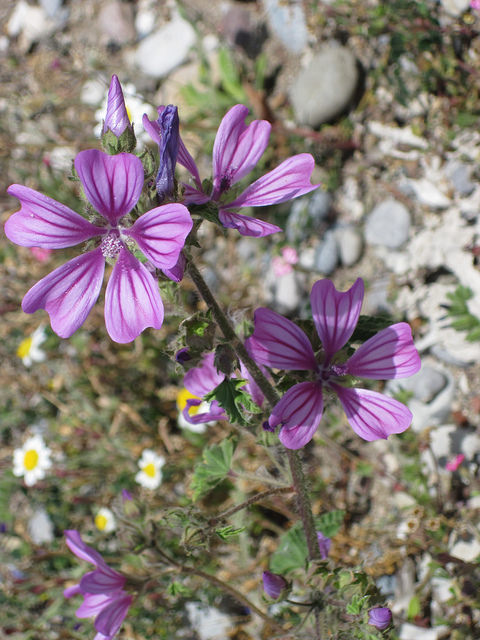 Grande mauve