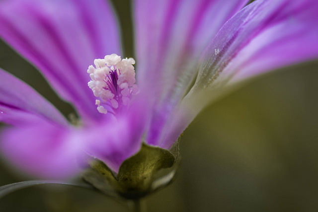 Grande mauve