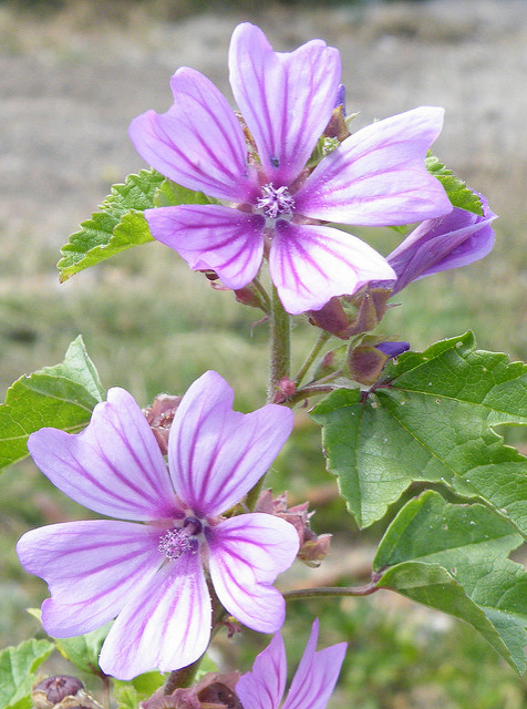 Grande mauve