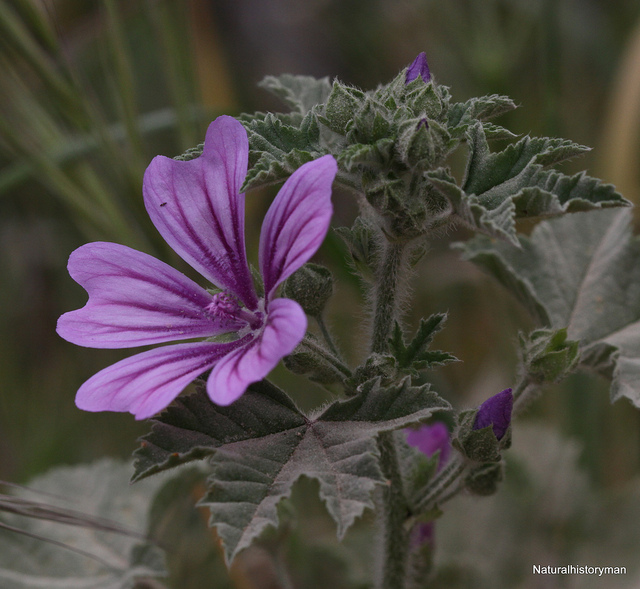 Grande mauve
