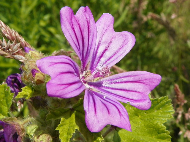 Grande mauve