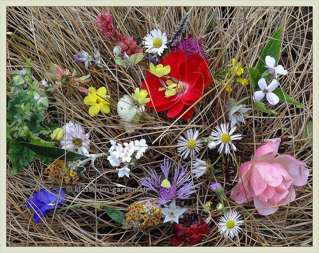 Mauve crépue (Malva verticillata)