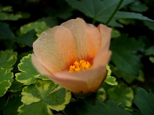 Malvastrum lateritium