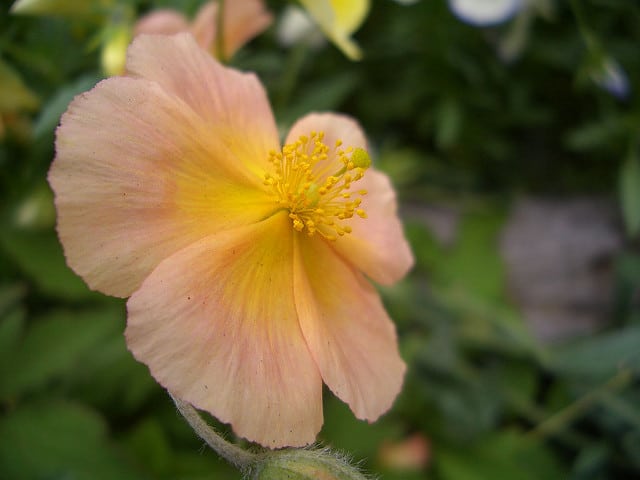 Malvastrum lateritium (Malvastrum lateritium)