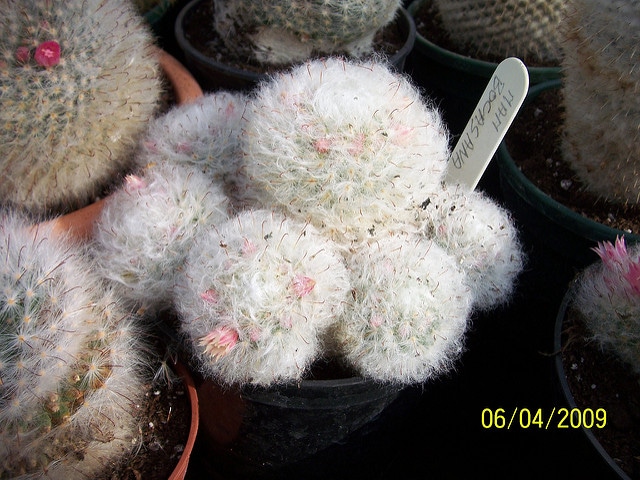 Mammillaria bocasana (Mammillaria bocasana)