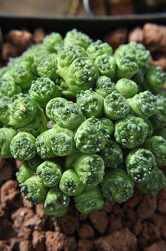 Mammillaria bocasana