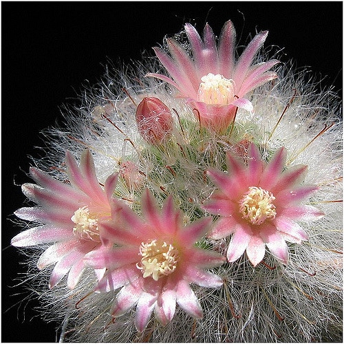 Mammillaria bocasana