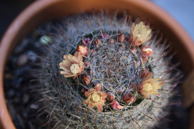 Mammillaria bocasana