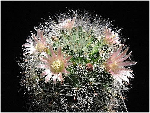 Mammillaria bocasana