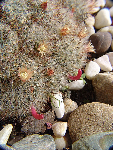 Mammillaria bocasana