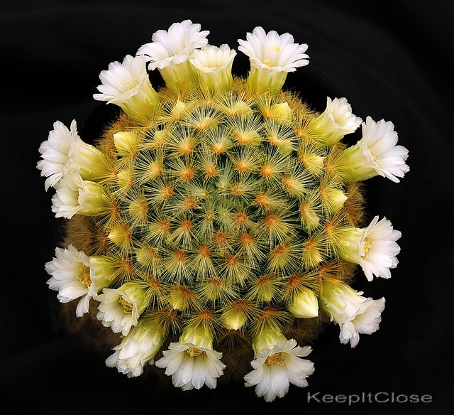 Mammilaire (Mammillaria carmenae)