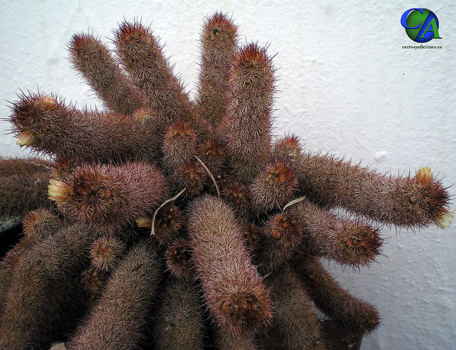Mammillaria elongata (Mammillaria elongata)