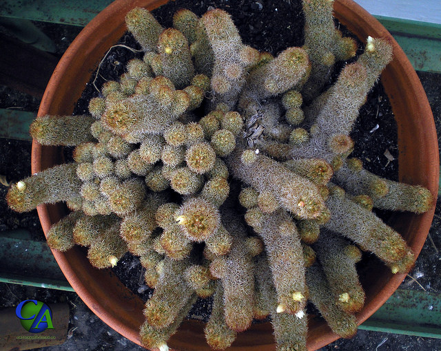 Mammillaria elongata