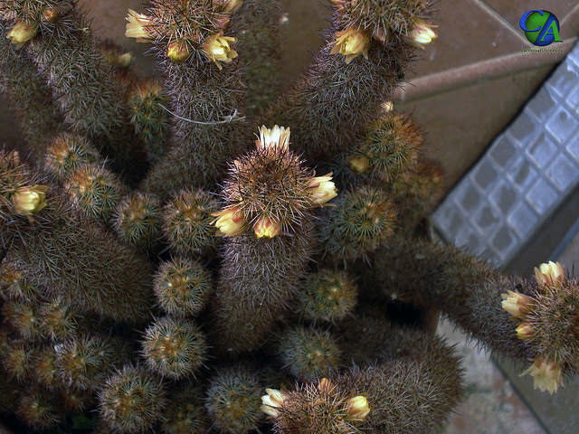 Mammillaria elongata